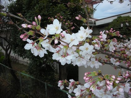 二宮町葛川沿いの桜 in 2011