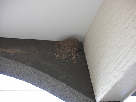 玄関につくられたツバメの巣