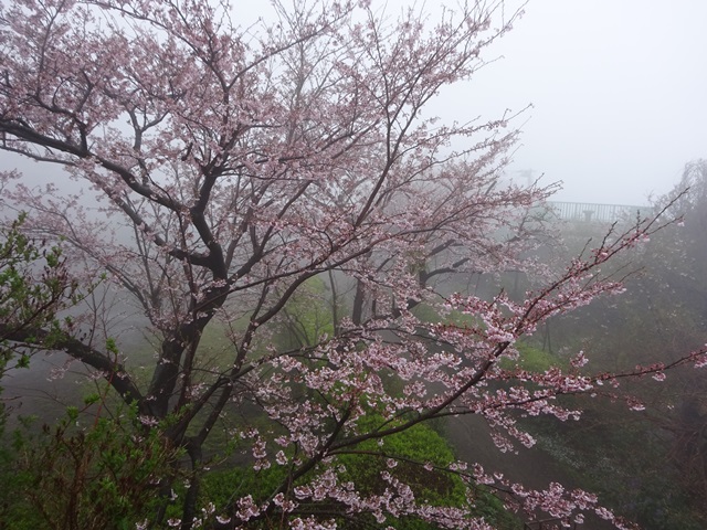 雨の中でも鮮やかに咲く桜