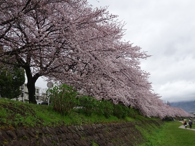 春しか見れない桜の道