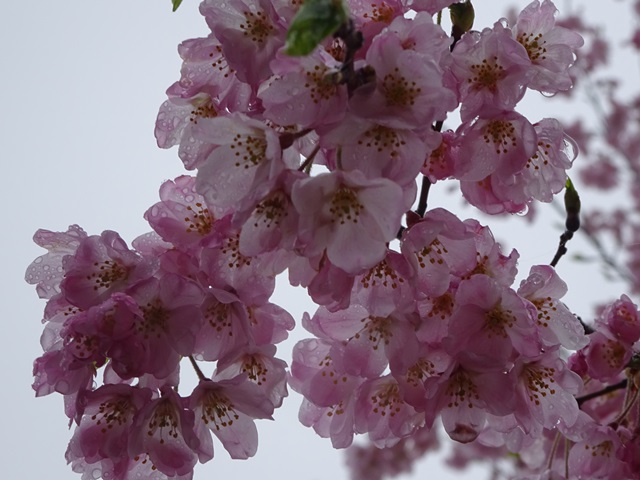 雨の中の桜