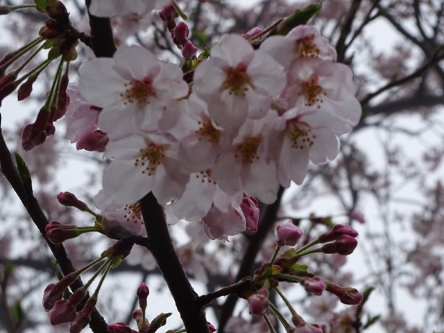 秦野の桜並木
