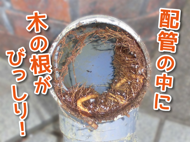 木の根による排水管の詰まり